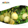 Chinese new crop sweet juicy Fresh golden Pear